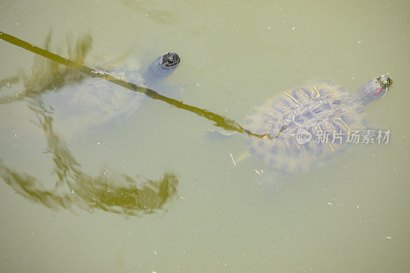 Mauremys Leprosa和池塘滑块- (Trachemys脚本)